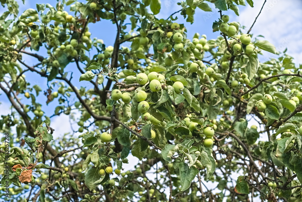 green apples ripen on the branches of a tree in the garden. eco product. fruit ripening. green apples ripen on the branches of a tree in the garden. eco product. fruit ripening.
