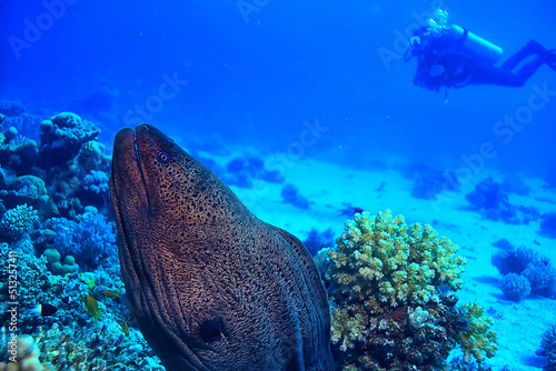 moray eel under water, nature photo wild snake predator marine in the ocean photo