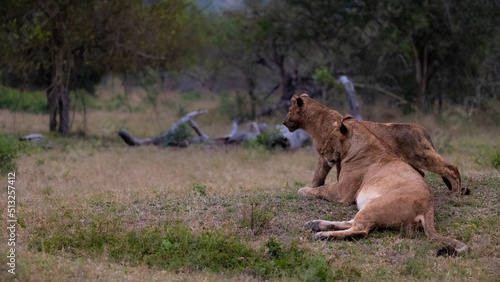 a lioness and her cub