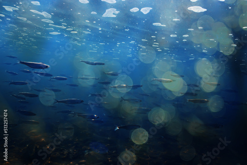 fish underwater shoal, abstract background nature sea ocean ecosystem © kichigin19