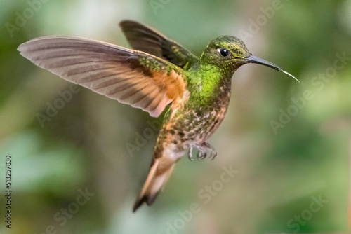 Green Hummingbird in Flight
