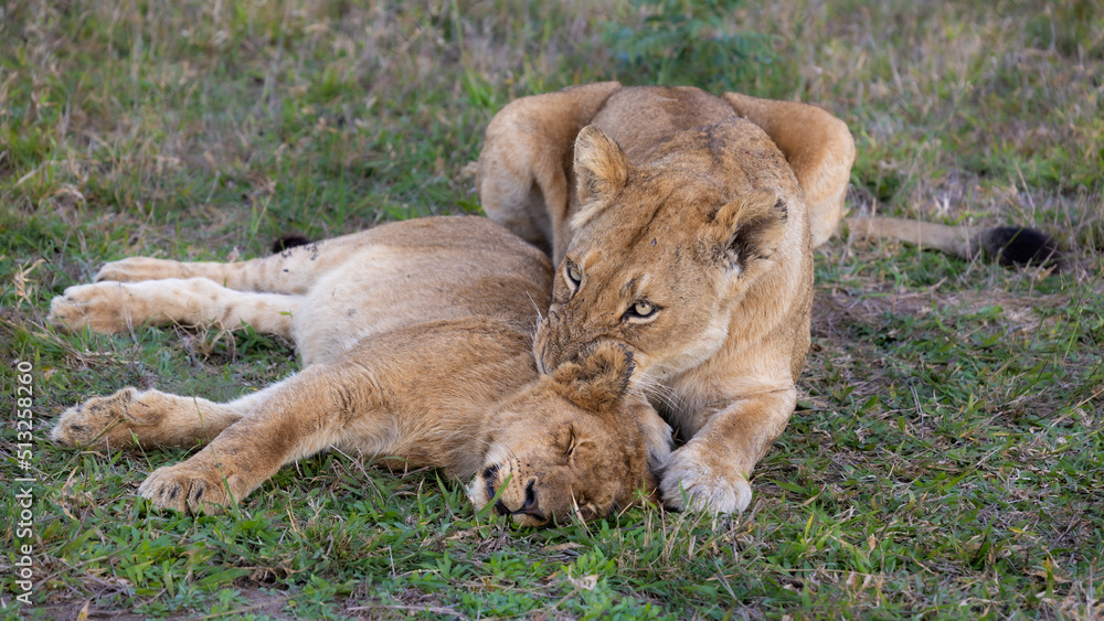 a lioness cleaning her cub a lioness cleaning her cub