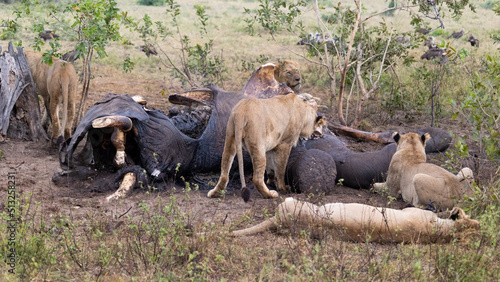 Photos Lions feeding on an elephant carcass