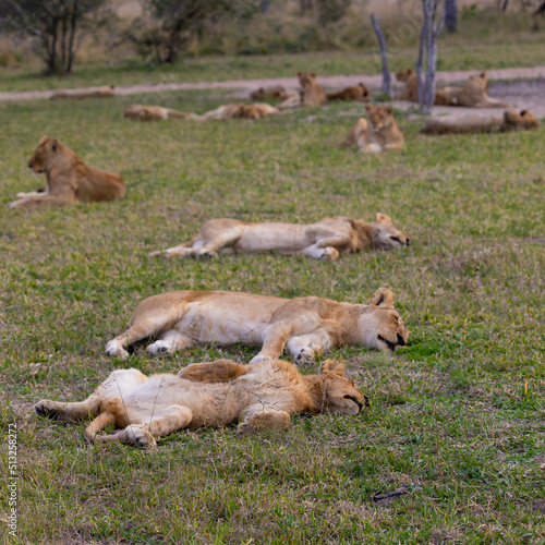 Fototapeta Naklejka Na Ścianę i Meble -  a whole pride of lions resting