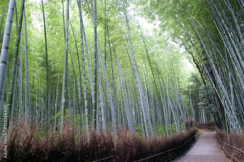 Fototapeta premium 竹林小道