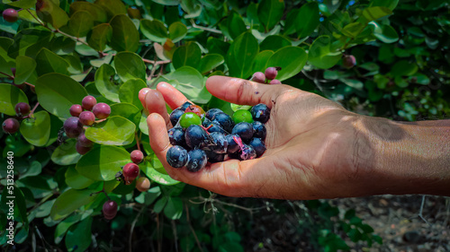 handful of blueberries