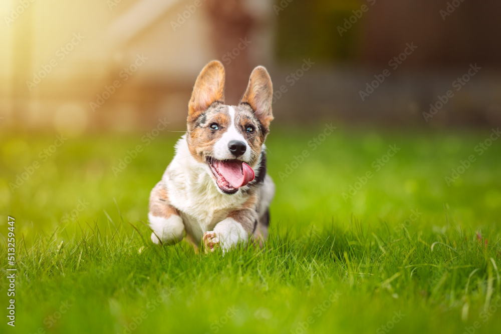 Happy corgi dog puppy running on the grass outdoors on a sunny day. Portrait of beautiful purebred blue merle cardigan welsh corgi puppy running with open mouth