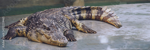 Crocodiles are amphibians and have a ferocious disposition.