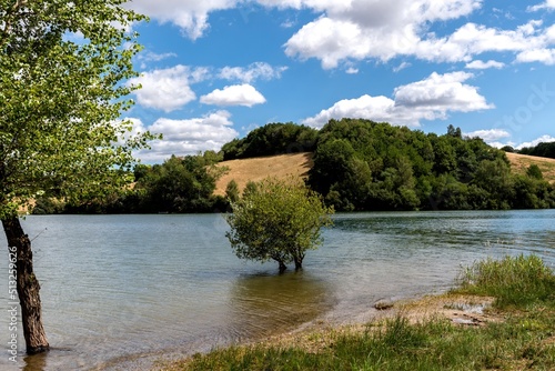 petit arbre immerg  e sur une plage au bord du lac de pareloup par une belle journ  e d   t   en Aveyron