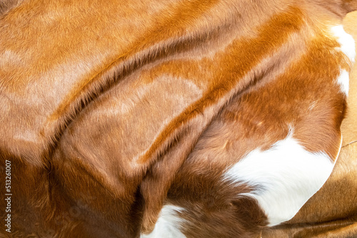 Pile brown and white rug cow leather.