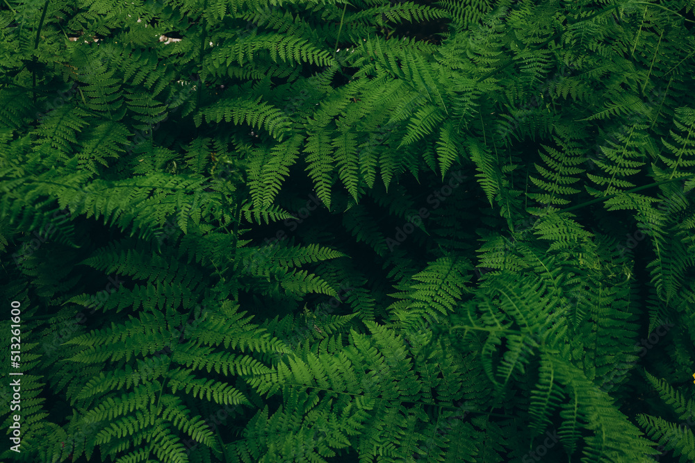 Beautiful growing ferns in the forest. Natural floral fern background