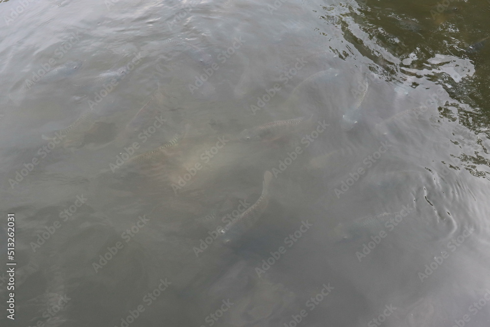fishes in the river fishes in the river