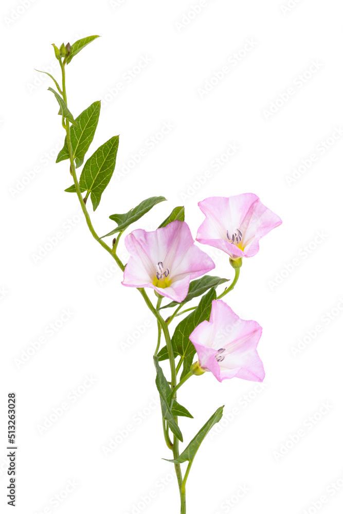meadow bindweed isolated meadow bindweed isolated