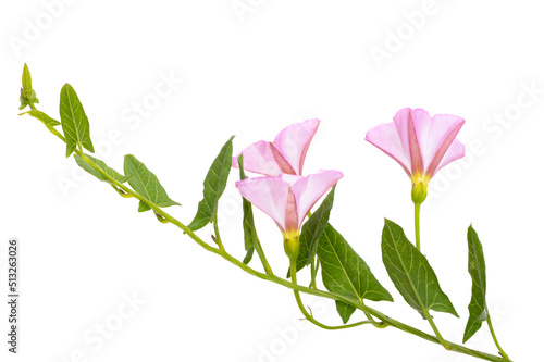 Fototapeta Naklejka Na Ścianę i Meble -  meadow bindweed isolated