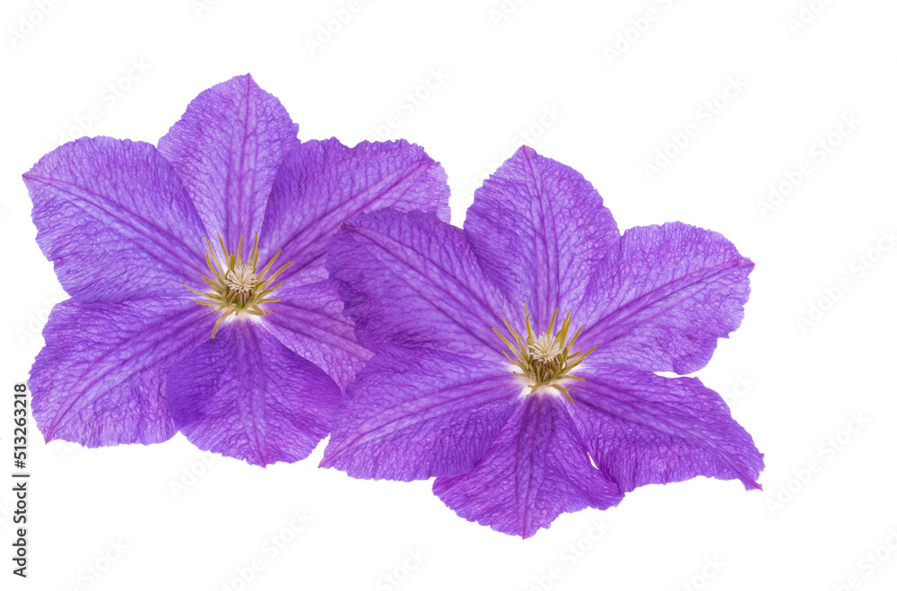 clematis isolated