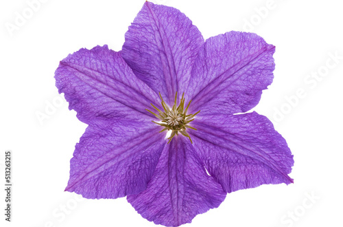  clematis isolated