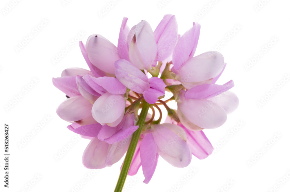 wild flower isolated