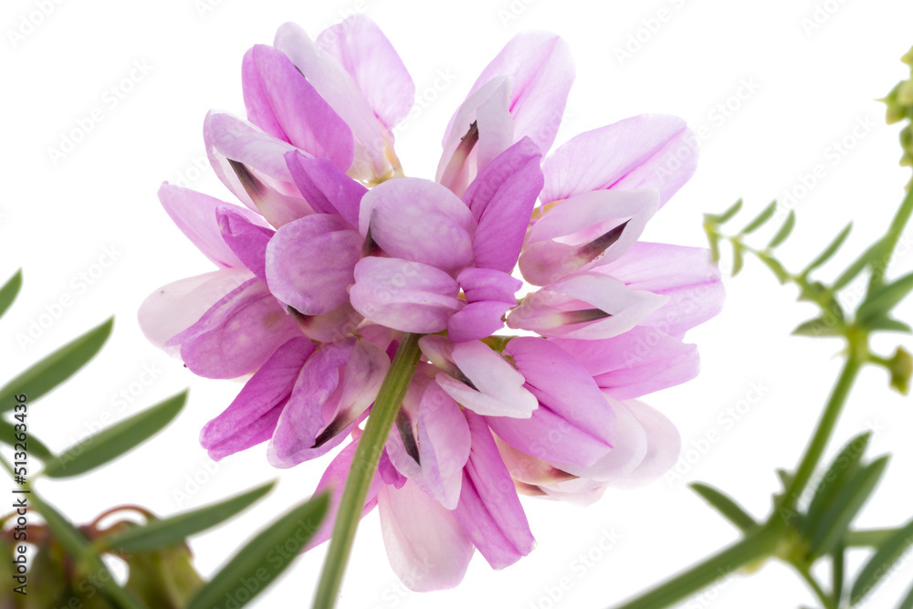 Obraz premium wild flower isolated