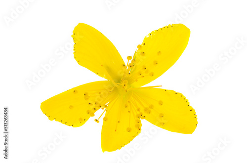 hypericum flowers isolated