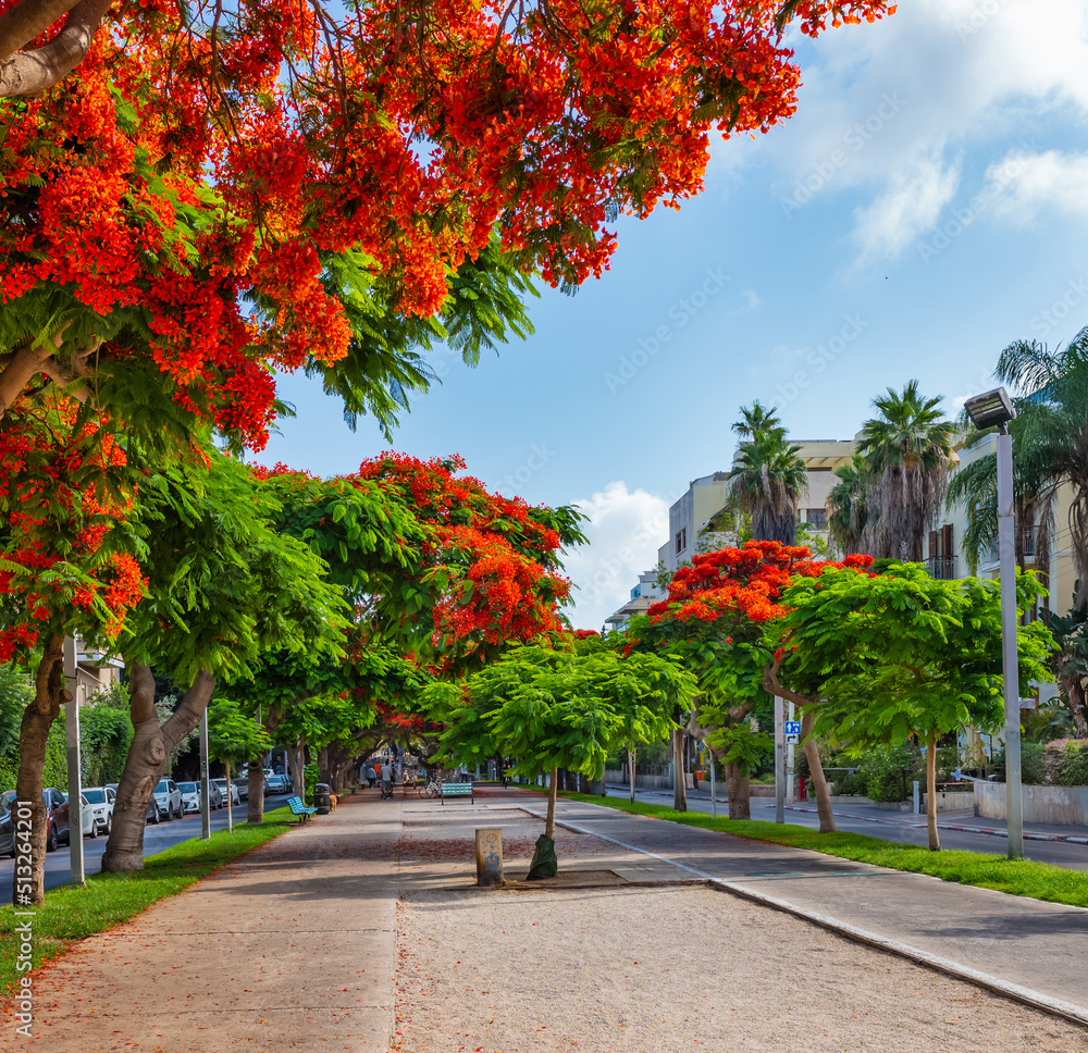 Royal Poinciana ( Delonix regia) trees blooming at Boulevard Rothschild in Tel Aviv. Royal Poinciana ( Delonix regia) trees blooming at Boulevard Rothschild in Tel Aviv.