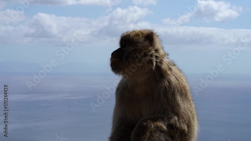 Macaque chilling in Gibraltar rock