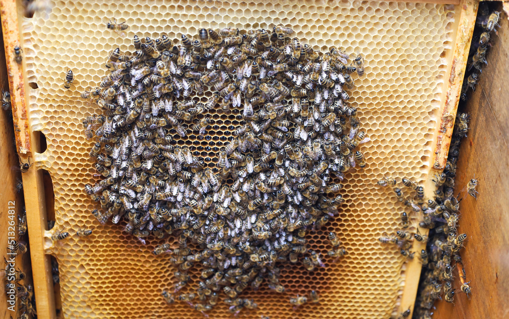 Frames with honeycombs in the hive. Bees carry honey in a honeycomb. Frames with honeycombs in the hive. Bees carry honey in a honeycomb.
