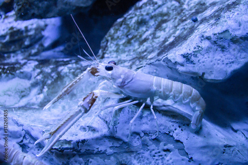 Langoustine close-up view in ocean