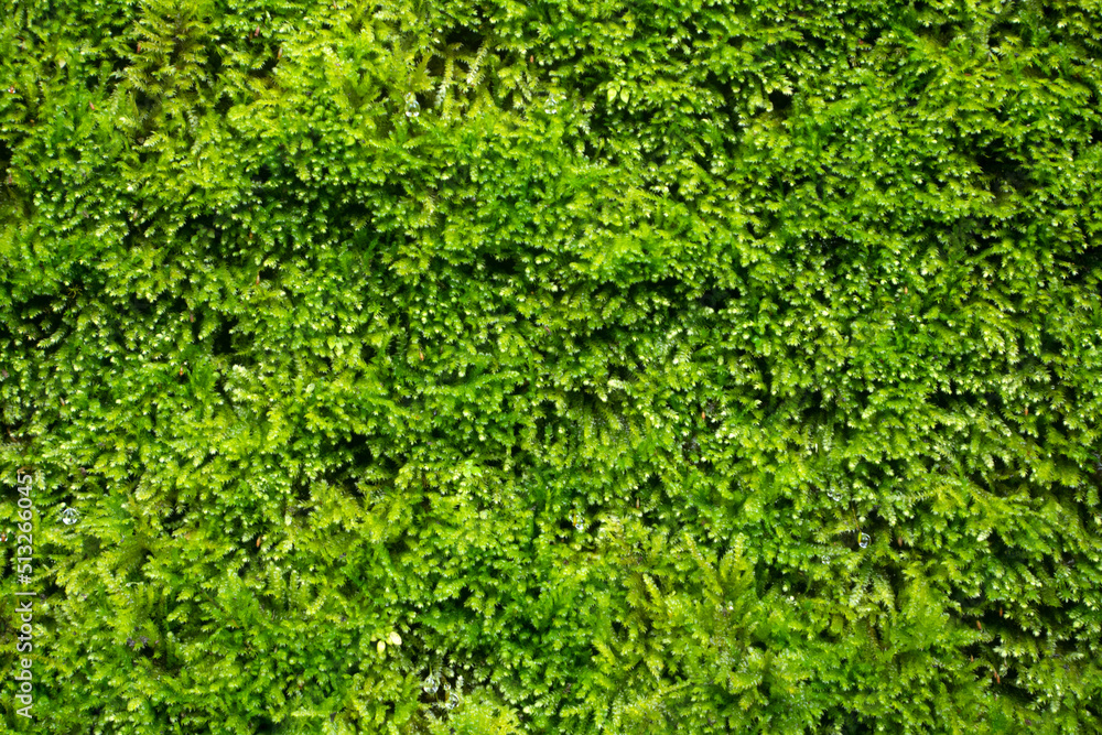 Beautiful leaves pattern for nature Background. Beautiful leaves pattern for nature Background.