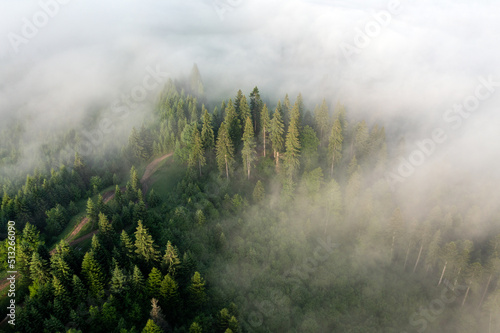 Aerial view of foggy forest at sunrise © Antonio
