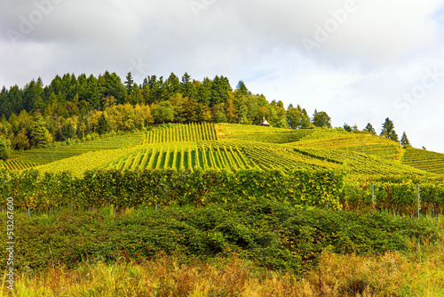 Smooth rows of vineyards
