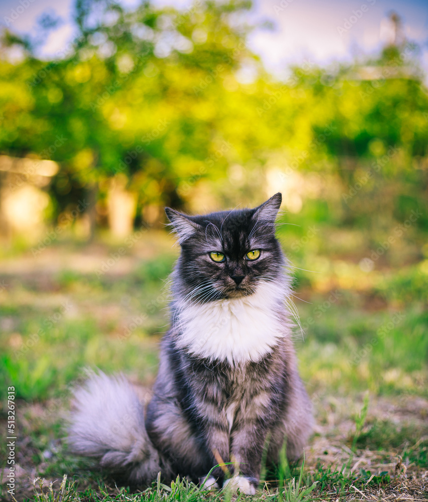 A fluffy cat is sitting on the grass and look away