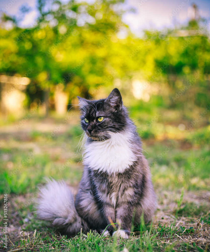 A fluffy cat is sitting on the grass and look away