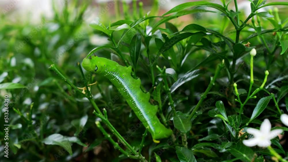 Green tea worms in the planting plot Green tea worms in the planting plot