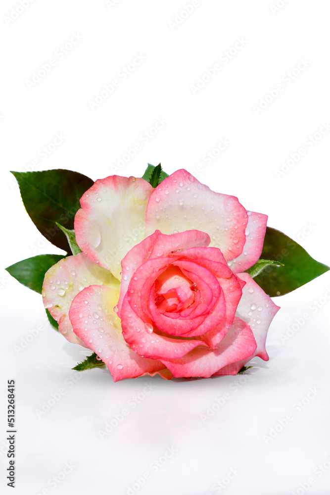 A beautiful fresh pink rose isolated on white background A beautiful fresh pink rose isolated on white background