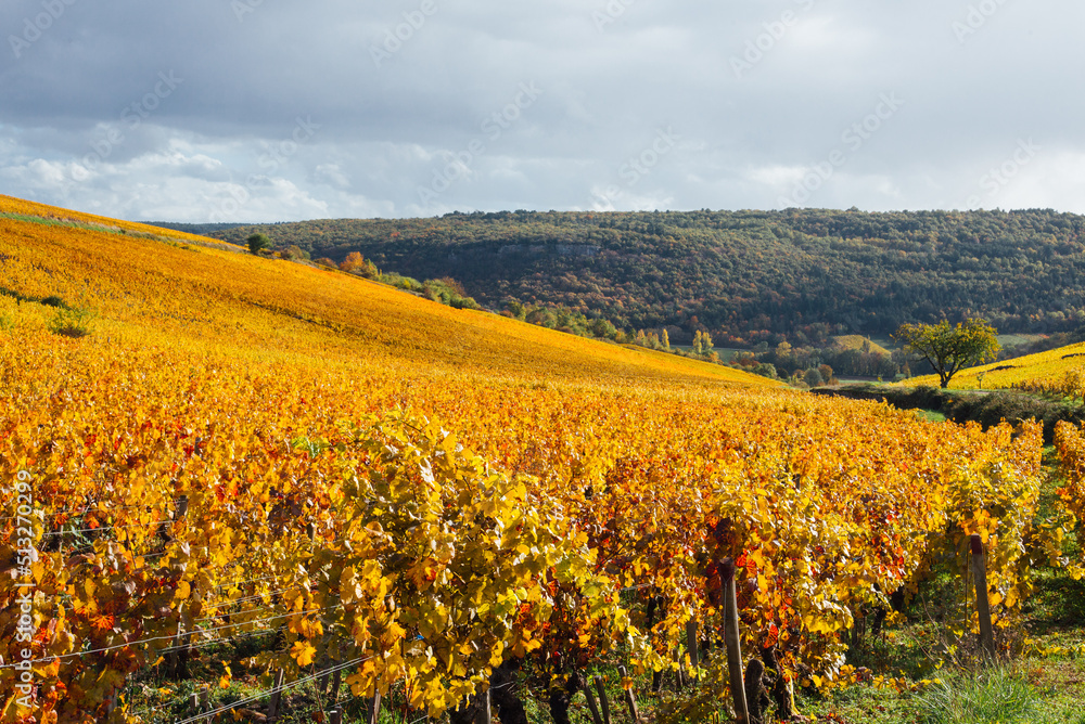 un paysage de vignoble automnal. Des vignes en automne. La Côte-d'Or en automne. La Bourgogne et ses vignes dorées pendant l'automne. Des collines couvertes de vignes en automne. Le temps des vendange