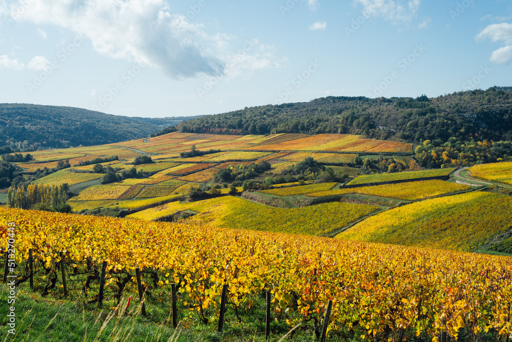 un paysage de vignoble automnal. Des vignes en automne. La Côte-d'Or en automne. La Bourgogne et ses vignes dorées pendant l'automne. Des collines couvertes de vignes en automne. Le temps des vendange
