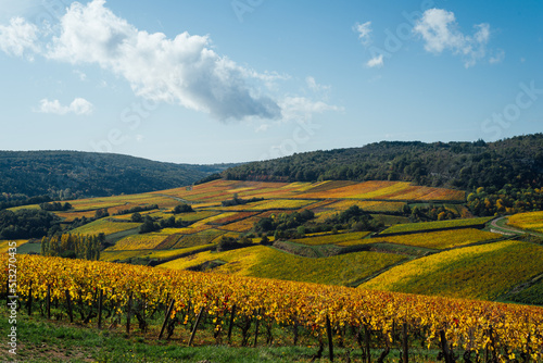 un paysage de vignoble automnal. Des vignes en automne. La C  te-d Or en automne. La Bourgogne et ses vignes dor  es pendant l automne. Des collines couvertes de vignes en automne. Le temps des vendange