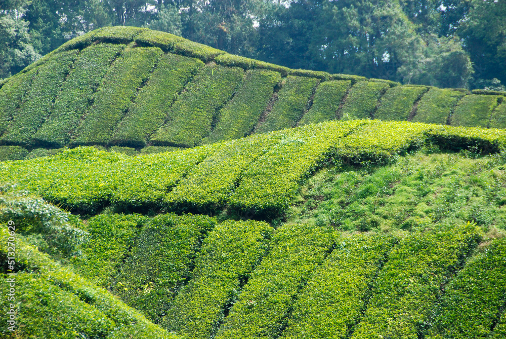 Green Tea Plantations in the gentle slopes of Cameron Highlands of Malaysia 
