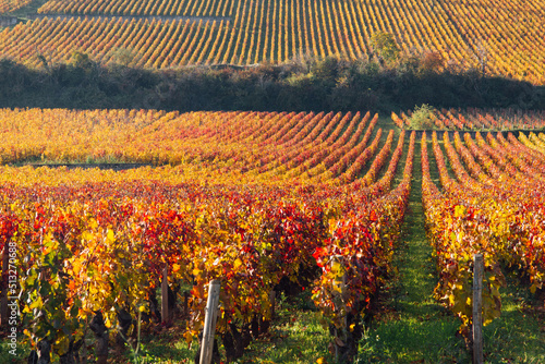 un paysage de vignoble automnal. Des vignes en automne. La Côte-d'Or en automne. La Bourgogne et ses vignes dorées pendant l'automne. Des collines couvertes de vignes en automne. Le temps des vendange photo