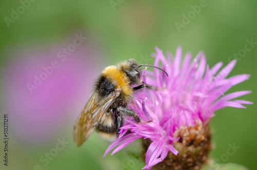 A bee on a pink flower © rebaixfotografie