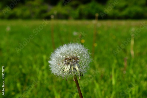 Dandelion flower one summer day. Ready to fly away. Close up and isolated. Blurred background. Stockholm  Sweden.