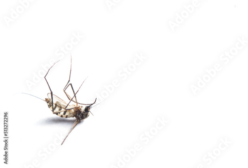 Print op canvas mosquito isolated on white background.