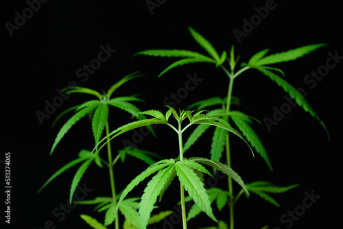 Seedlings, young shoots, cannabis leaves, hemp leaves, medicinal plants, green, narcotic, dark background.