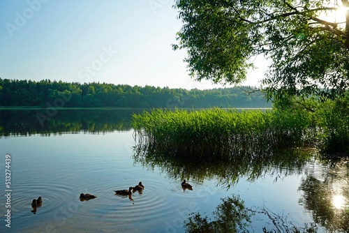Summer morning on the forest lake. A flock of ducks swims near the reeds in the rays of the rising sun.