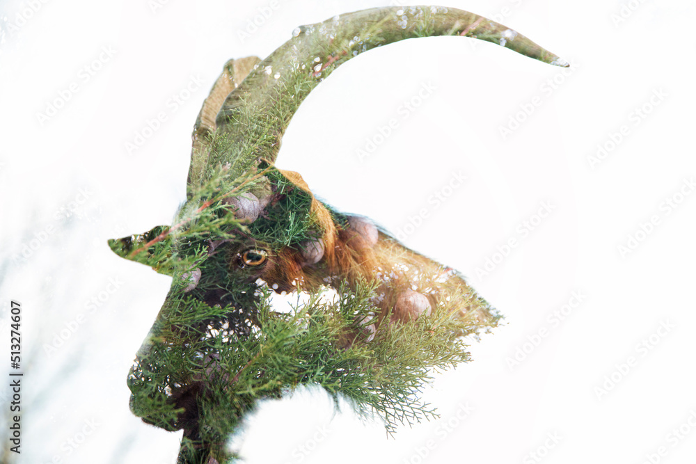 Fototapeta premium Double exposition personnage et nature : bouc et cyprès.