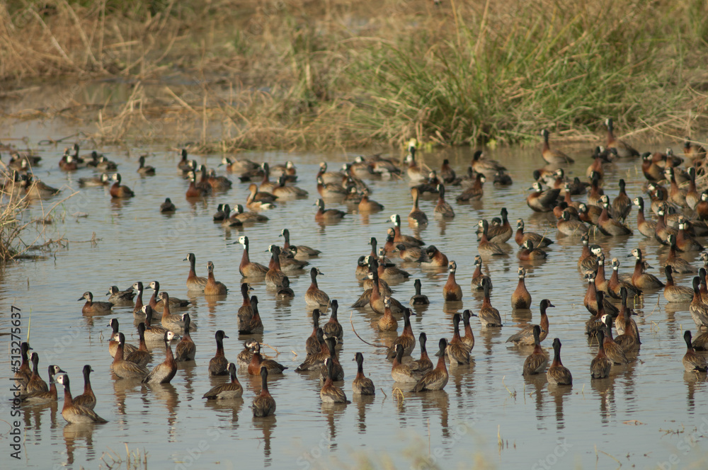 White-faced whistling ducks Dendrocygna viduata. Oiseaux du Djoudj National Park. Saint-Louis. Senegal. White-faced whistling ducks Dendrocygna viduata. Oiseaux du Djoudj National Park. Saint-Louis. Senegal.
