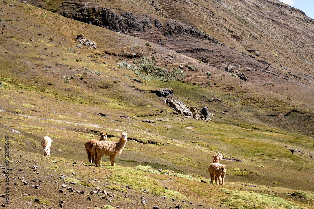 alpacas in Peru 