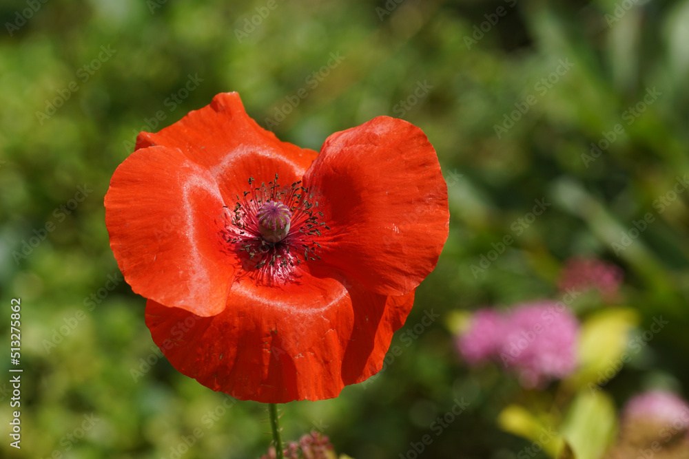 Close up of the red flower of common poppy, corn poppy (Papaver rhoeas). Family Papaveraceae. Blurred Dutch garden on the background. June.