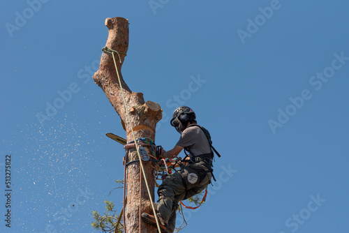 Hampshire, England, UK. 2022. Tree surgeon felling a Scots Pine tree