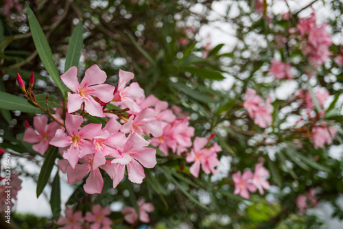 ピンクのキョウチクトウ（ Nerium oleander var. indicum）をクローズアップ／キョウチクトウ科 © yumiko
